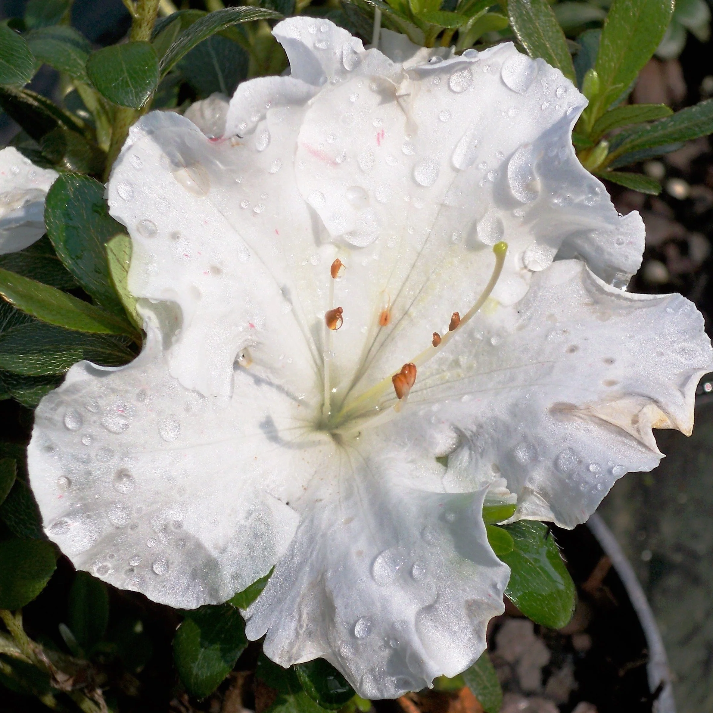 Shrubs on Sale